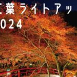 紅葉ライトアップ2024