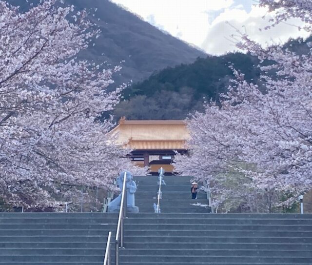 伊香保温泉周辺 わくわくの桜の名所７選